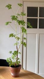 Citroengeranium inclusief pot, Huis en Inrichting, Kamerplanten, Minder dan 100 cm, Halfschaduw, Ophalen