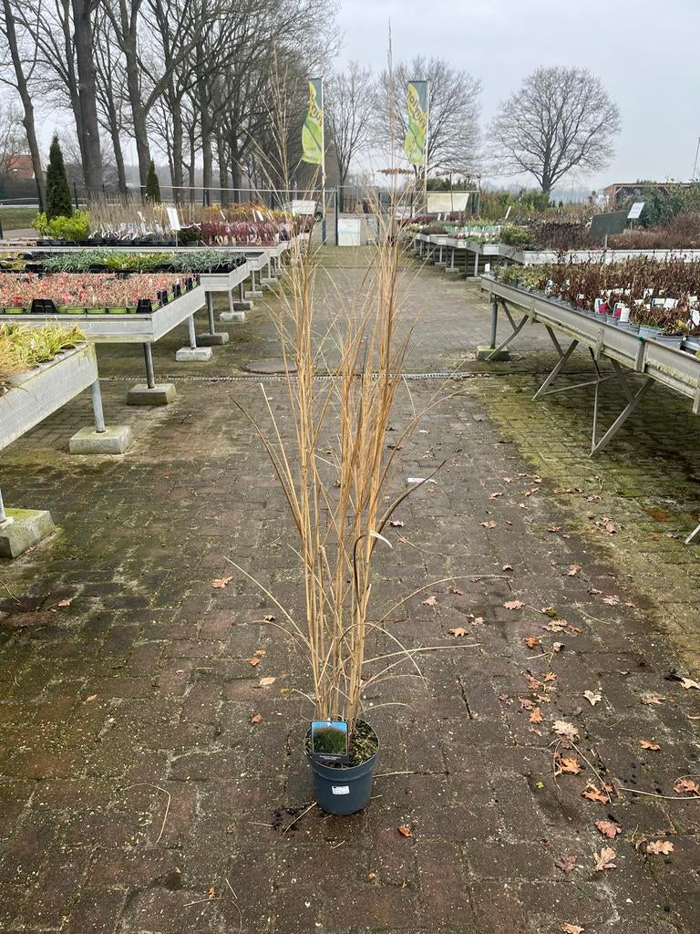 Panicum virgatum ‘Northwind’, Ophalen, Vaste plant, Siergrassen, Halfschaduw