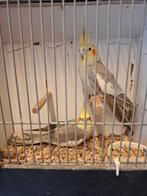 Koppel cinnamon Valkparkieten, Dieren en Toebehoren, Vogels | Parkieten en Papegaaien, Meerdere dieren, Parkiet