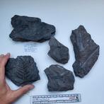 Carboon fossielen verzameling Ruhr gebied, Verzamelen, Mineralen en Fossielen, Ophalen of Verzenden, Fossiel