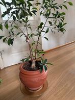 Ficus, Ophalen, Ficus, Halfschaduw, Minder dan 100 cm