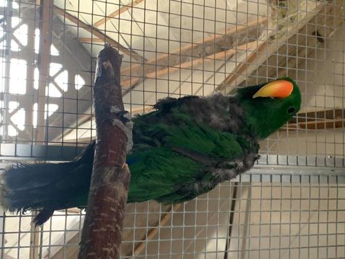 Edelpapagaai, Dieren en Toebehoren, Vogels | Parkieten en Papegaaien, Papegaai, Meerdere dieren