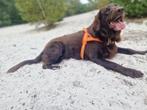 mooıe flαtdoodles pups F1 verwacht juli 2025, Dieren en Toebehoren, Honden | Retrievers, Spaniëls en Waterhonden, Rabiës (hondsdolheid)