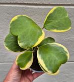 Hoya Kerrii Variegata p12, Huis en Inrichting, Ophalen of Verzenden, Overige soorten, Minder dan 100 cm