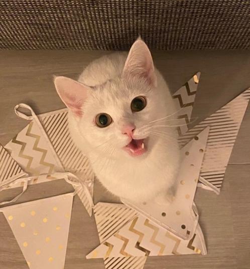 Liefdevol huisje gezocht voor Lou, Dieren en Toebehoren, Katten en Kittens | Overige Katten, Kortharig, Poes, 3 tot 5 jaar
