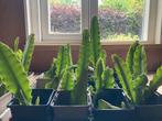 Disocactus phyllanthoides stekjes te koop, Ophalen of Verzenden, Overige soorten, Minder dan 100 cm