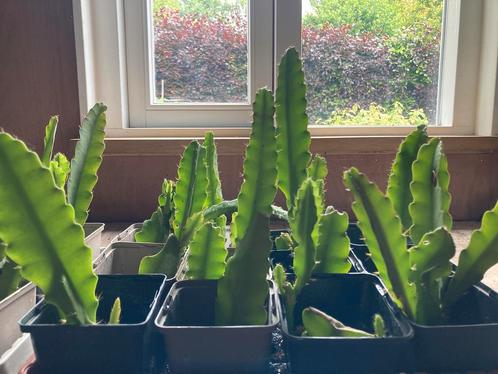 Disocactus phyllanthoides stekjes te koop, Huis en Inrichting, Kamerplanten, Overige soorten, Minder dan 100 cm, Ophalen of Verzenden