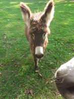 ezelhengst, Dieren en Toebehoren, Overige Dieren, April, Mannelijk