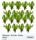 50 st waterpest ZUURSTOF planten 100 euro, Tuin en Terras, Vijvers, Ophalen