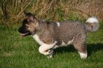 American Akita pups te koop, Rabiës (hondsdolheid), 15 weken tot 1 jaar, Overige rassen, Buitenland