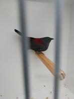 Dybowski astrilde man, Mannelijk, Geringd