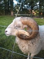 Stoere en superlieve dekram ouessant, Dieren en Toebehoren, Schapen, Geiten en Varkens, Mannelijk, Schaap, 0 tot 2 jaar