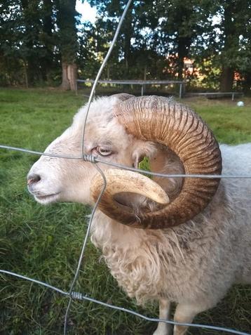 Stoere en superlieve dekram ouessant  beschikbaar voor biedingen