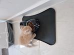 Britse kort haar 10 weken!, Dieren en Toebehoren, Katten en Kittens | Dekkaters