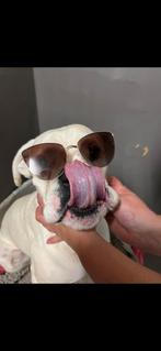 Eigen ruimte Hondentrimsalon 🐾🐾, Ophalen