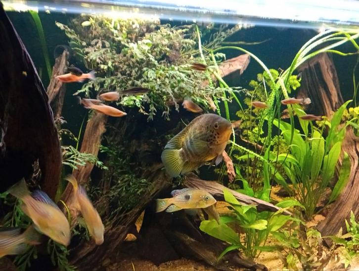 Australoheros scitulus, Dieren en Toebehoren, Vissen | Aquariumvissen, Zoetwatervis, Vis