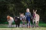 Verzorger verzorgster gezocht pony ezel Amsterdam west, Dieren en Toebehoren, Paarden en Pony's | Overige Paardenspullen, Nieuw
