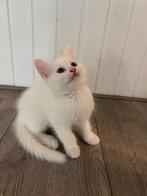 Kitten Turkse-Van x Maine Coon (vrouwtje), Dieren en Toebehoren, Katten en Kittens | Raskatten | Langhaar, Poes, 0 tot 2 jaar