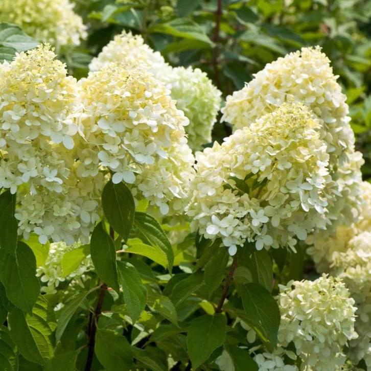 Hydrangea pan. Limelight - Hortensia limelight, Tuin en Terras, Planten | Tuinplanten, Vaste plant, Overige soorten, Halfschaduw