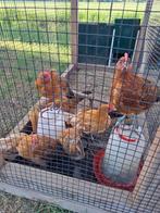 Friese hoen Hanen Goudpel en Geelwit, Dieren en Toebehoren, Meerdere dieren, Kip