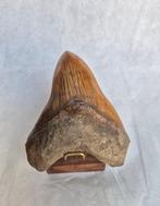 Zeer grote Megalodon tand - 14,5 cm, Verzamelen, Verzenden, Fossiel