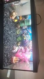 Groot aquarium!, Ophalen