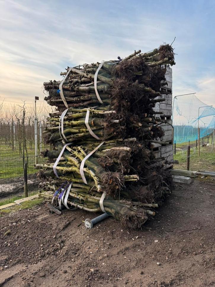 Haardhout, appelhout, brandhout, stookhout, kachelhout, Tuin en Terras, Haardhout, Ophalen