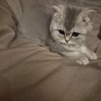 Britse korthaar ras kittens met stamboom, Meerdere dieren, Kortharig, 0 tot 2 jaar