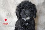 Medium kruising labradoodle pups., Nederland, Overige rassen, 8 tot 15 weken, CDV (hondenziekte)