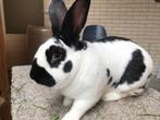Lief konijn, Mannelijk, Middelgroot, 0 tot 2 jaar