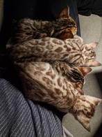 Bengal kittens met glittervacht, Meerdere dieren