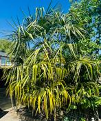 Palmboom, Halfschaduw, Ophalen of Verzenden, Zomer, Palmboom
