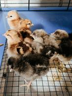 Kuikens kleurenleggers 🌈🌈🌈, Dieren en Toebehoren, Pluimvee, Meerdere dieren, Kip