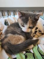 Kittens, Dieren en Toebehoren, Katten en Kittens | Overige Katten, Kater