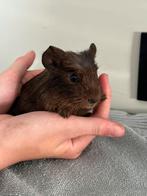 Laatste 3 jonge Cavia baby’s zoeken gouden huisje!, Cavia, Meerdere dieren, Tam, Oktober