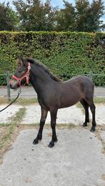 Mooi merrie veulen, Dieren en Toebehoren, Paarden, Minder dan 160 cm, 0 tot 2 jaar, Onbeleerd, Merrie