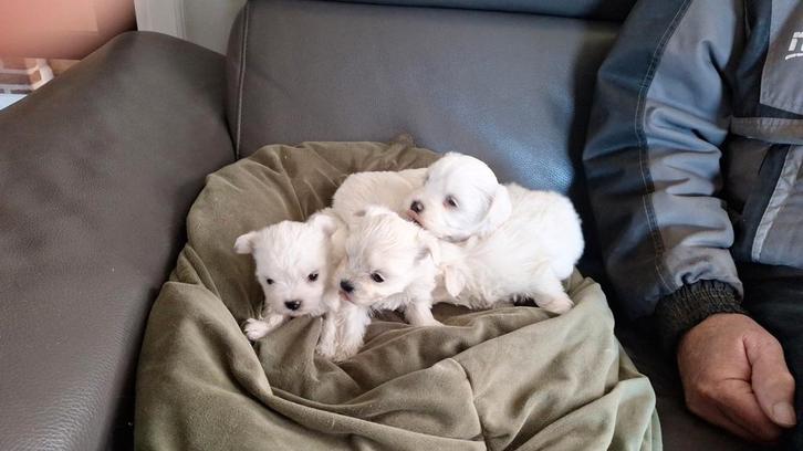 Maltezer pups. Rasecht. Vader en moeder beide aanwezig., Dieren en Toebehoren, Honden | Dekreuen, Meerdere dieren, Particulier