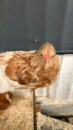 Mooie kuikens van minimaal 7 weken oud, Dieren en Toebehoren, Pluimvee, Geslacht onbekend, Kip