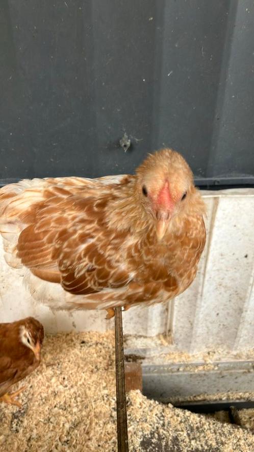Mooie kuikens van minimaal 7 weken oud, Dieren en Toebehoren, Pluimvee, Kip, Geslacht onbekend