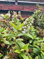 Struikveronica wit & 2x roze hortensia, Tuin en Terras, Ophalen of Verzenden, Hortensia, Struik, 100 tot 250 cm