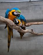 Koppel blauwgele ara's - ara ararauna, Dieren en Toebehoren, Meerdere dieren, Papegaai