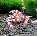 Gezocht Crystal red op leiding water, Dieren en Toebehoren, Kreeft, Krab of Garnaal