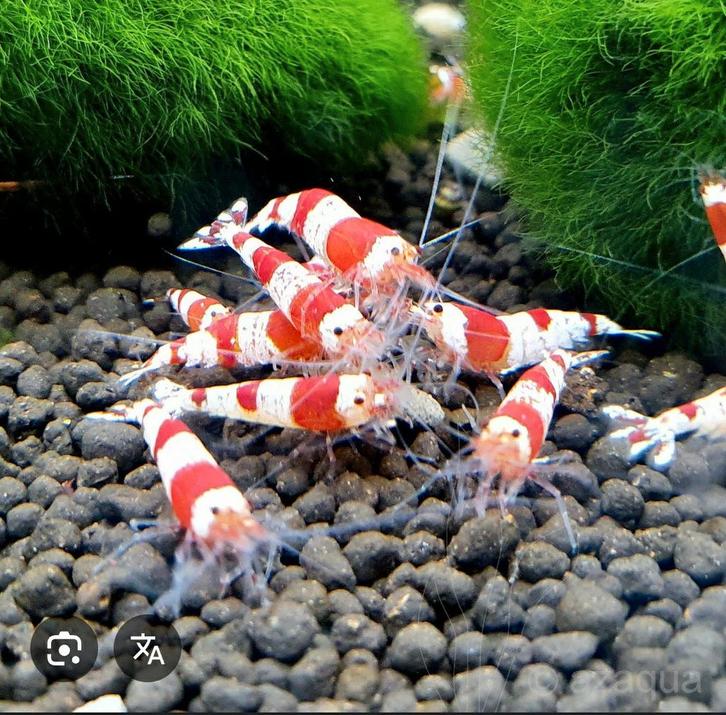 Gezocht Crystal red op leiding water, Dieren en Toebehoren, Vissen | Aquariumvissen, Kreeft, Krab of Garnaal