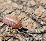Armadillidium vulgare 'Red/Tangerine', Overige soorten