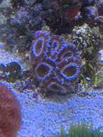 Acanthastrea lordhowensis, Dieren en Toebehoren, Vissen | Aquariumvissen, Overige typen, Zoutwatervis