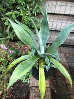 Twee Agave planten, Ophalen of Verzenden, Bloeit niet, Overige soorten, Volle zon