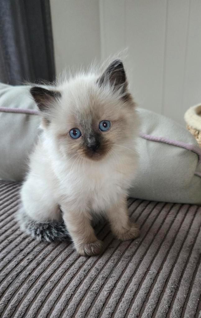 Prachtige ragdoll kittens., Dieren en Toebehoren, Katten en Kittens | Raskatten | Langhaar