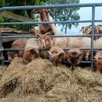 Drentse heideschapen 5 rammen, Dieren en Toebehoren, Schapen, Geiten en Varkens, Mannelijk, Schaap
