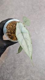 Alocasia Heterophylla Dragon Breath, Ophalen of Verzenden, Halfschaduw, Minder dan 100 cm