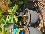 Paprika plant in terracotta pot, Ophalen of Verzenden, Zomer, Groenteplanten, Volle zon